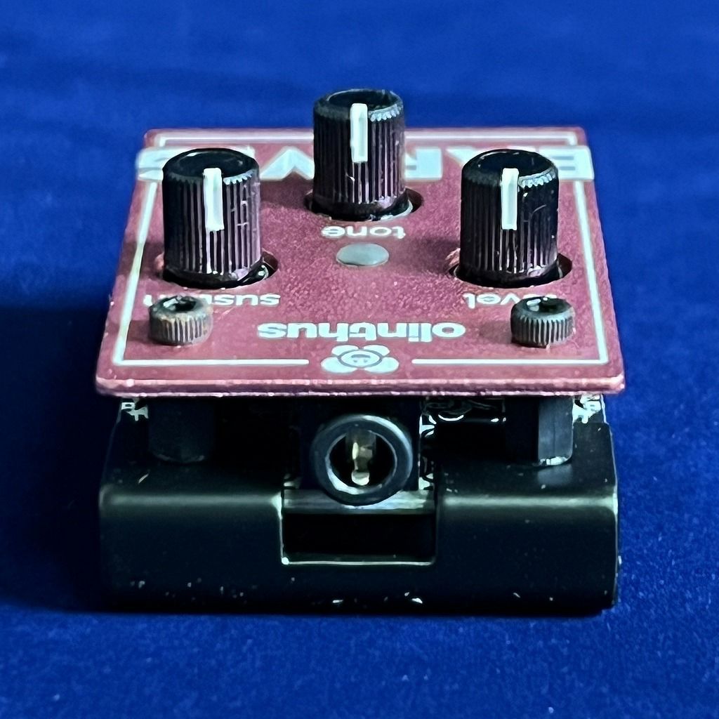 Olinthus EARWIG端子部