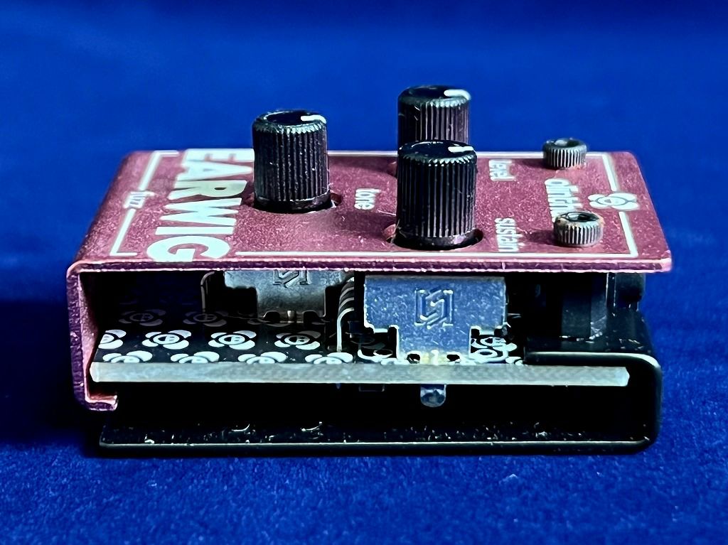 Olinthus EARWIG右から